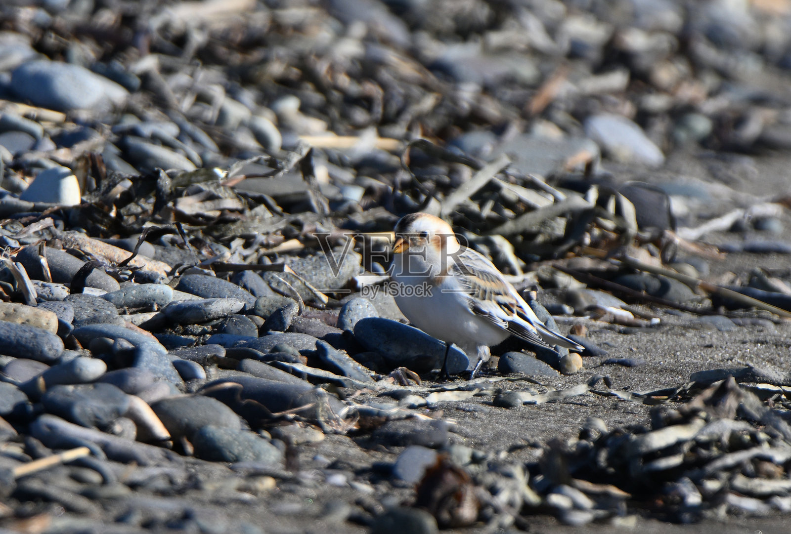 在北海道野付半岛的冬季沙滩上，雪雀正在寻找食物。照片摄影图片
