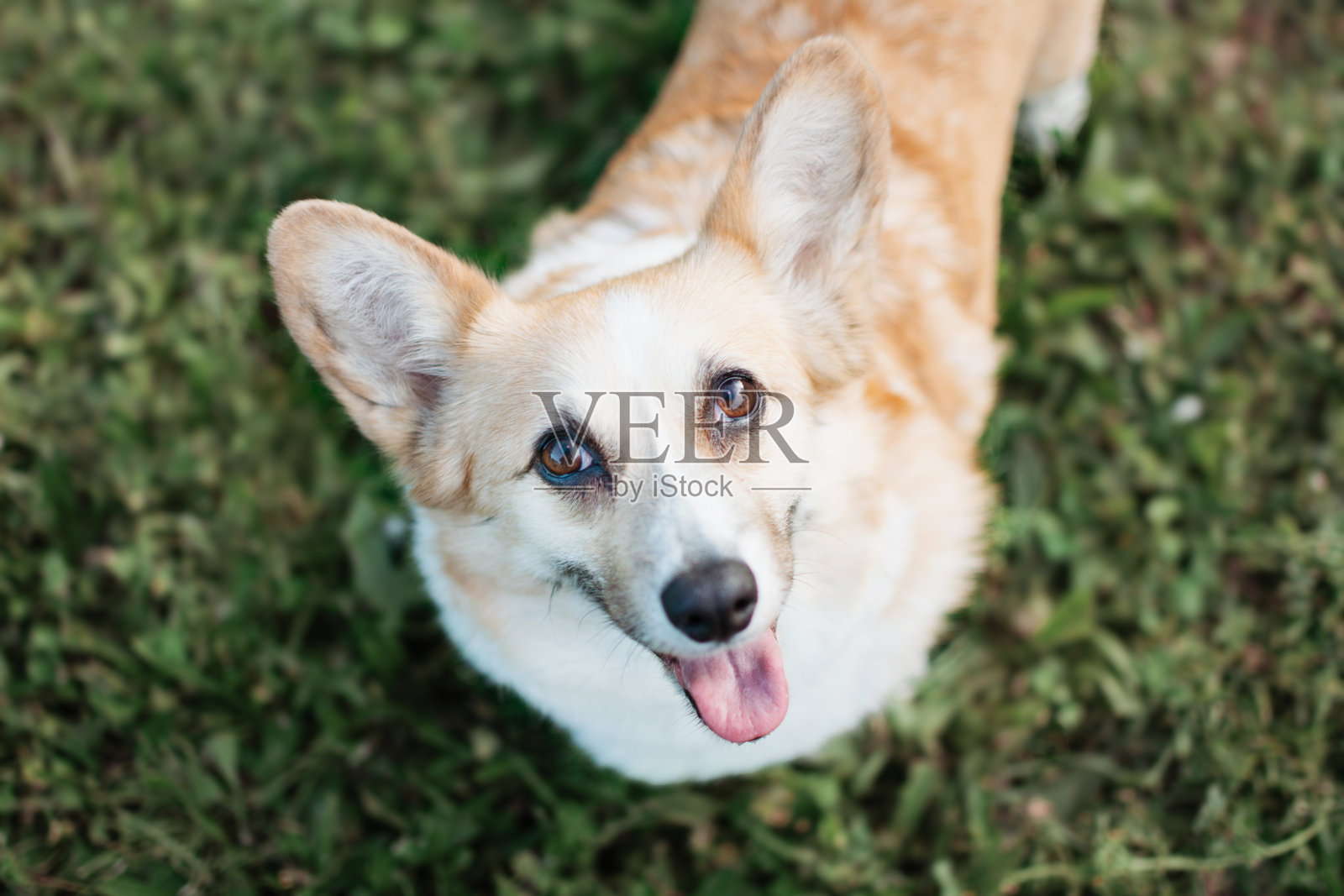 从上方视角看，一只快乐的彭布罗克柯基小狗在公园的草地上仰望。照片摄影图片