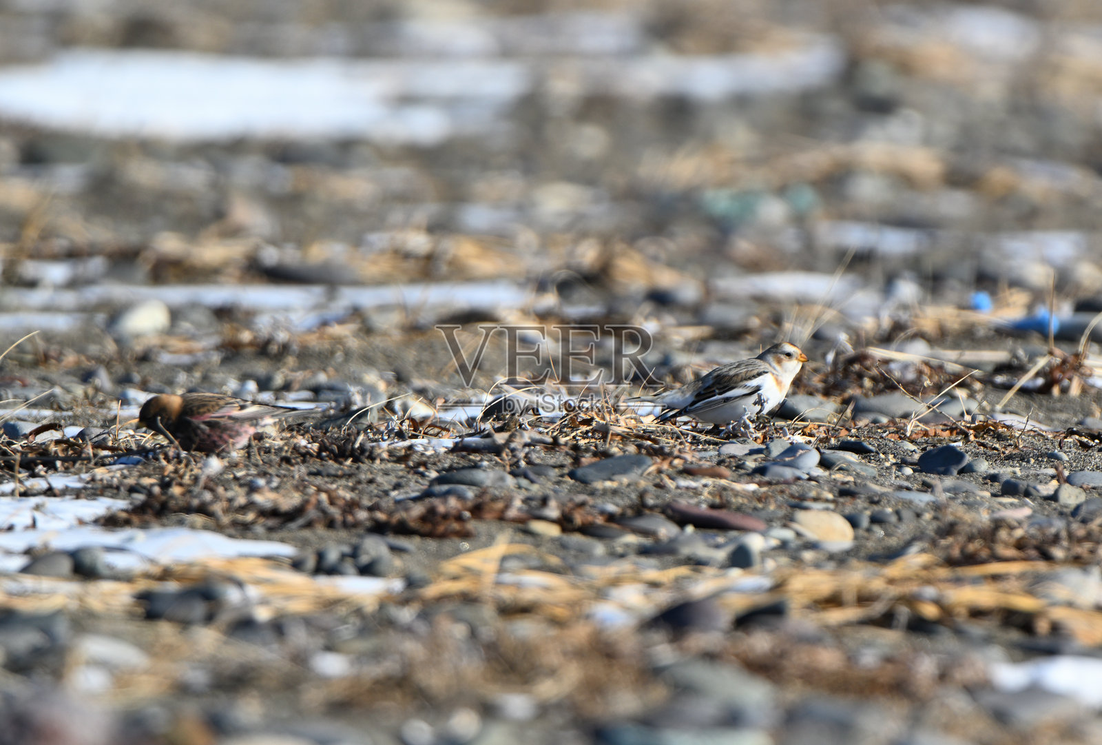 雪雀和亚洲玫瑰雀在北海道野付半岛的雪白沙滩上寻找食物。照片摄影图片