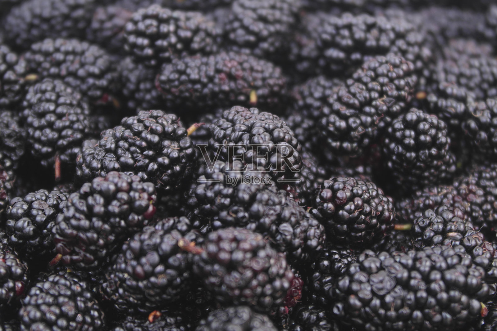 桑葚背景。新鲜成熟的桑葚浆果。照片摄影图片