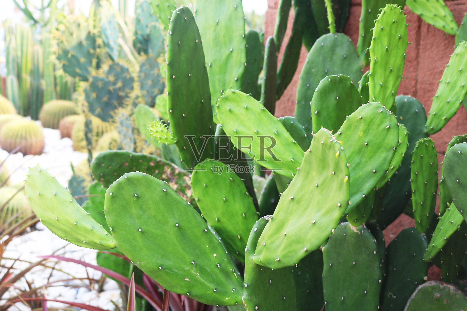 仙人掌果植物背景。照片摄影图片