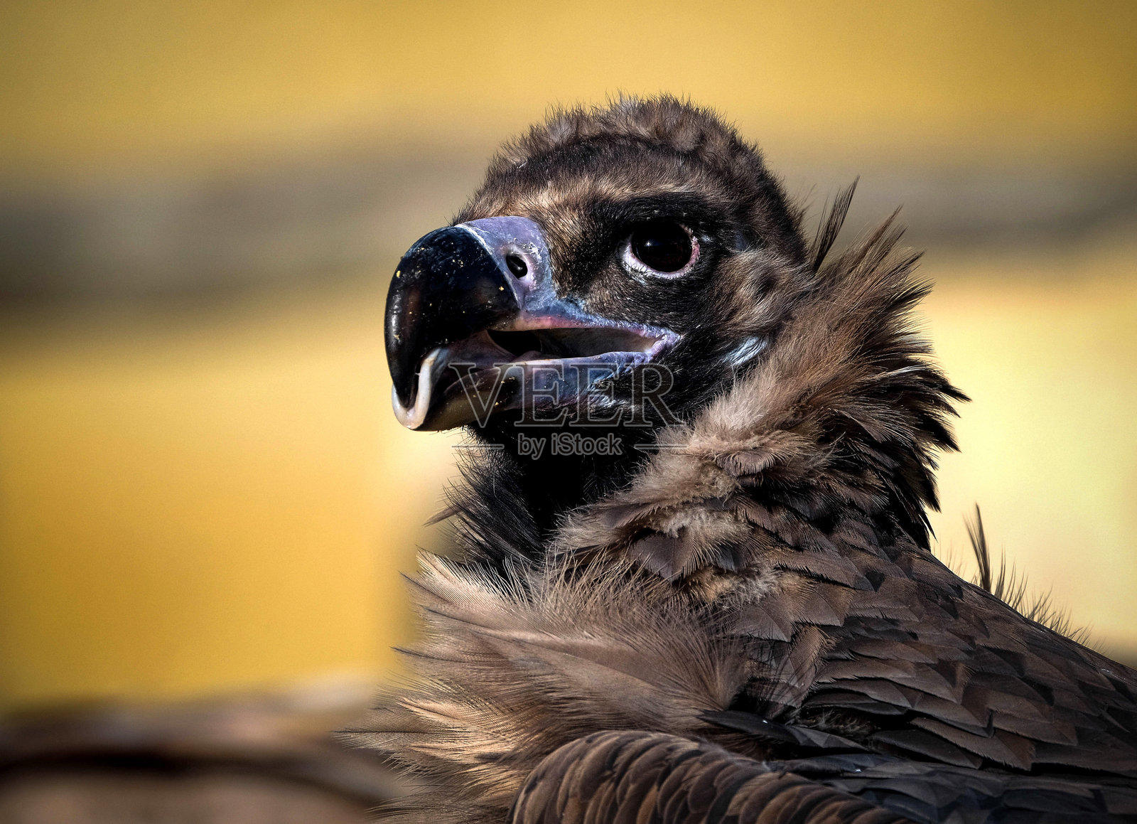 僧鸦 Vautour Moine Aegypius Monachus Doué la Fontaine 法国 2020-10 DSCF7152 $$照片摄影图片