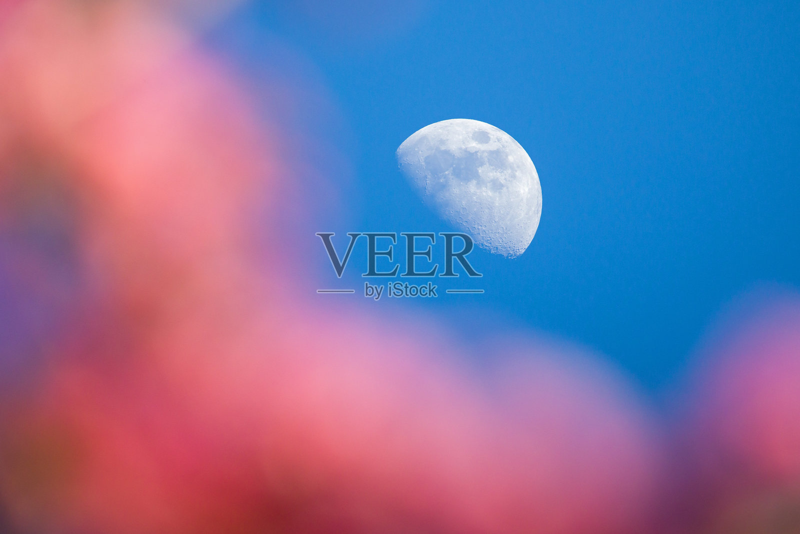 明亮的半月与阳光下的粉色日本樱花和蓝天相映成趣照片摄影图片