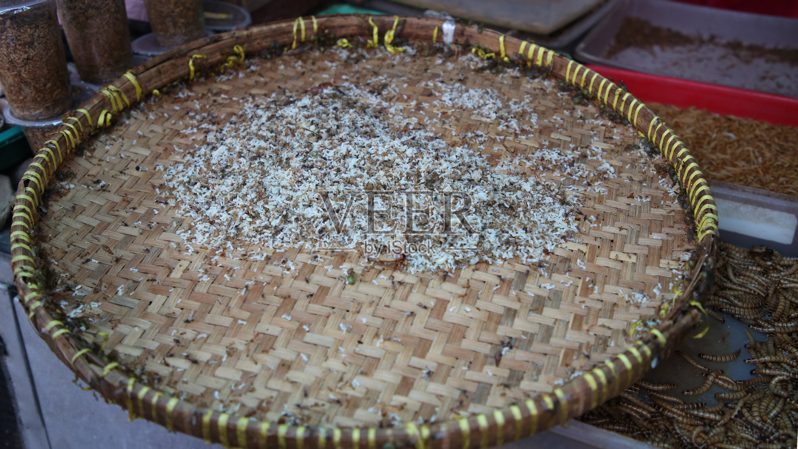 幼虫照片摄影图片