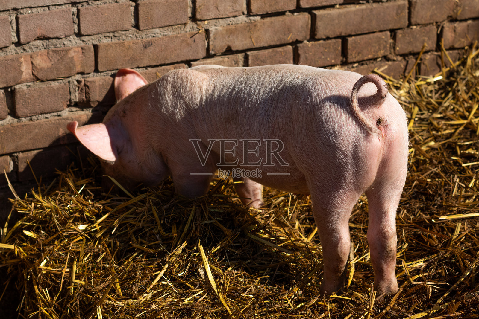 阳光明媚的农场里走着一只猪照片摄影图片
