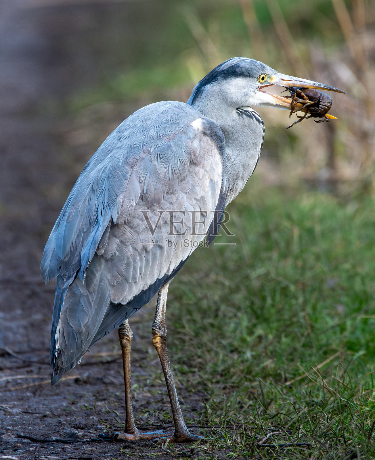 一只灰鹭正在吃小龙虾照片摄影图片