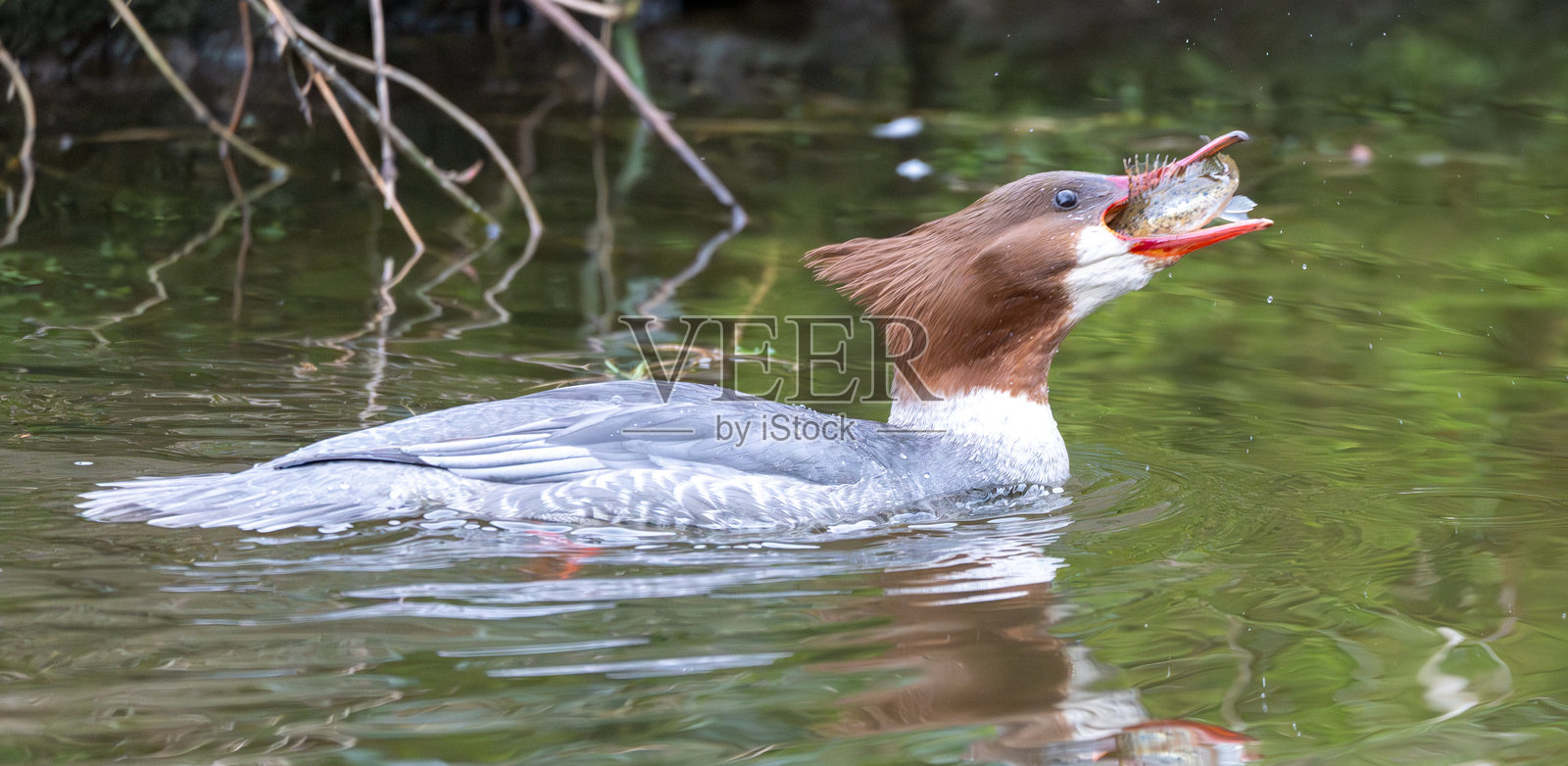 一只饥饿的鱼鹰照片摄影图片