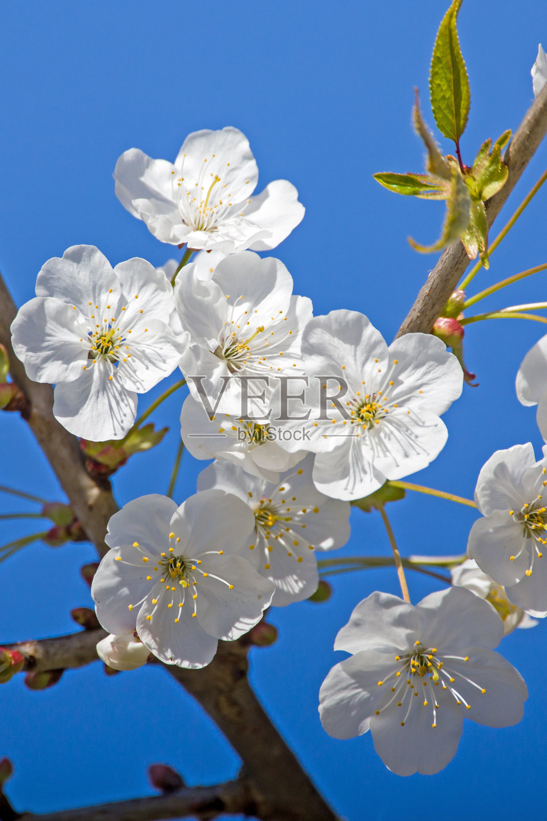 阳光下白色酸樱花的特写，背景是蓝天照片摄影图片