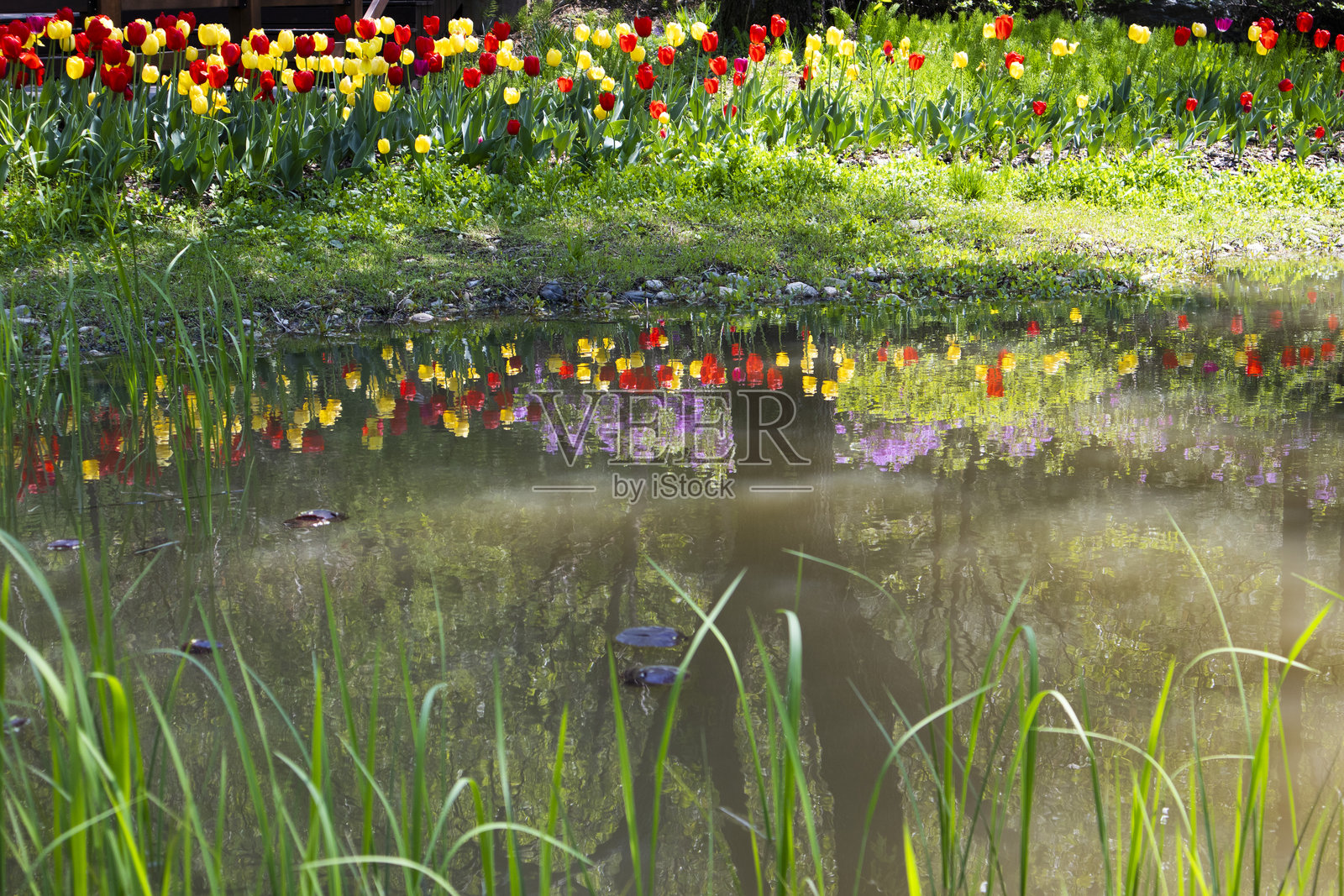 红色和黄色的郁金香在池塘旁盛开。照片摄影图片