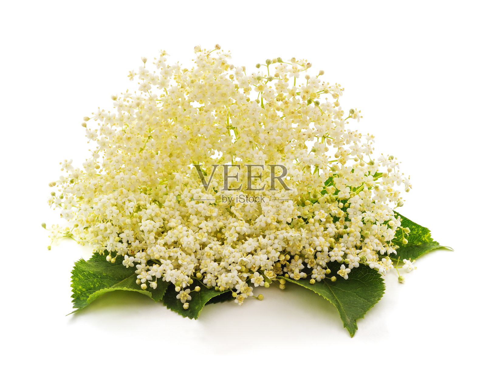 白接骨木花。照片摄影图片