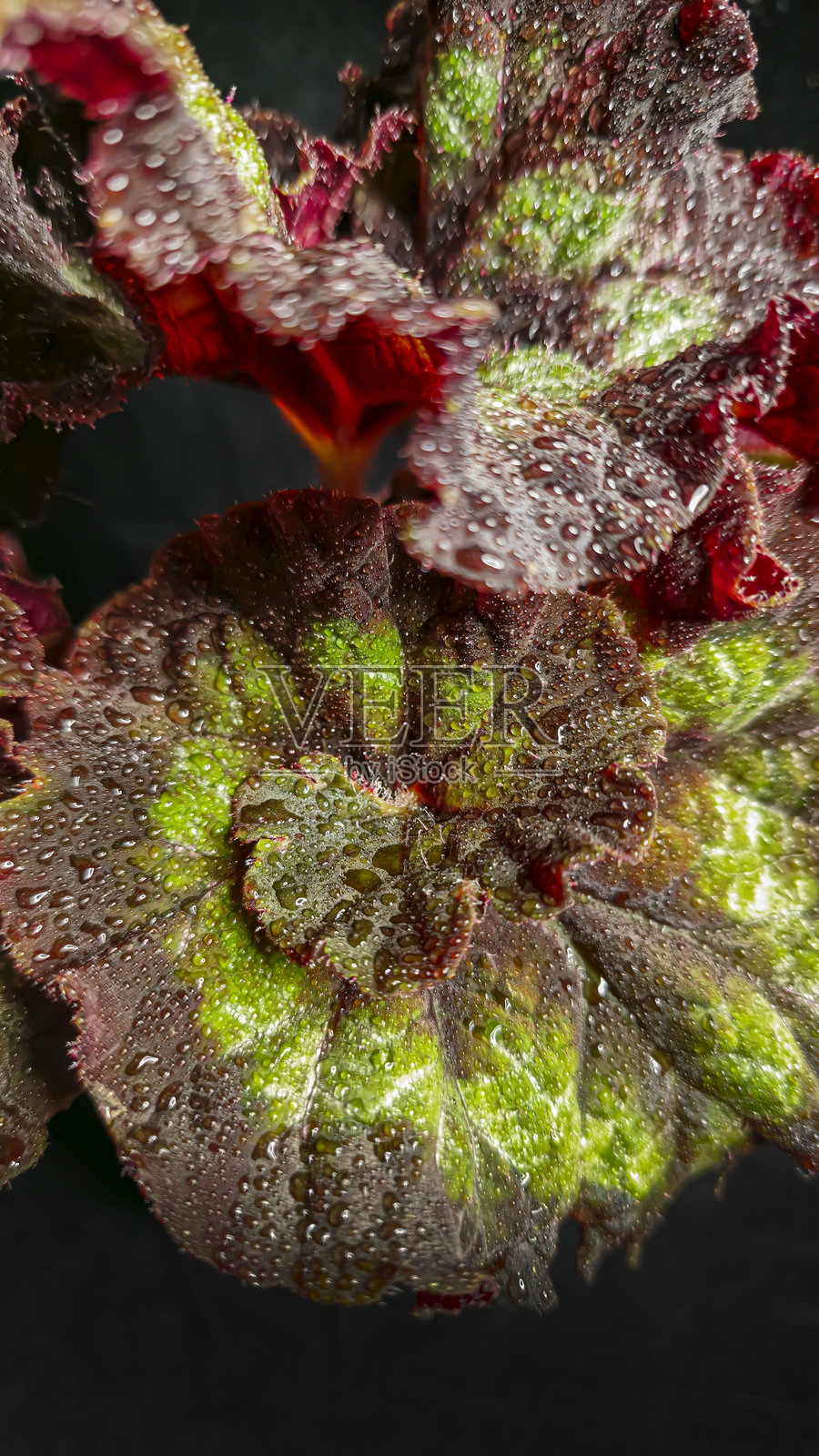 装饰性室内植物秋海棠。房间的室内装饰。照片摄影图片