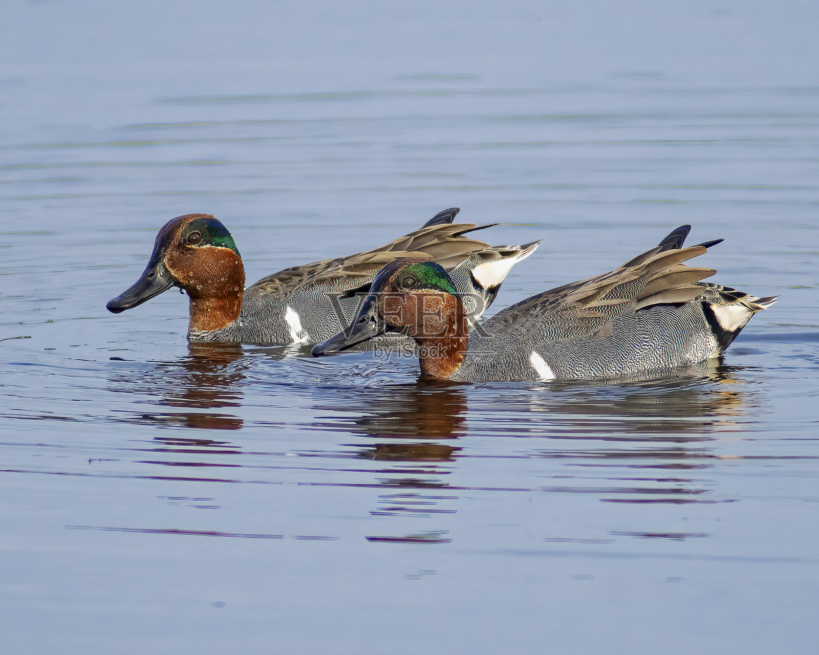 绿翅鸭配对照片摄影图片