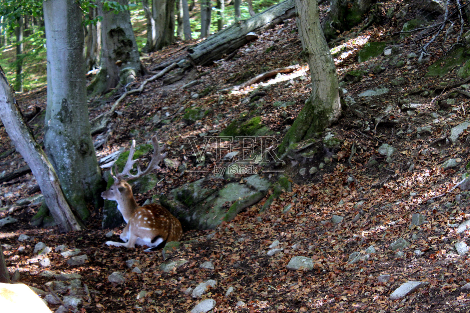 在森林栖息地中休息的轴鹿，伴随自然光影。照片摄影图片