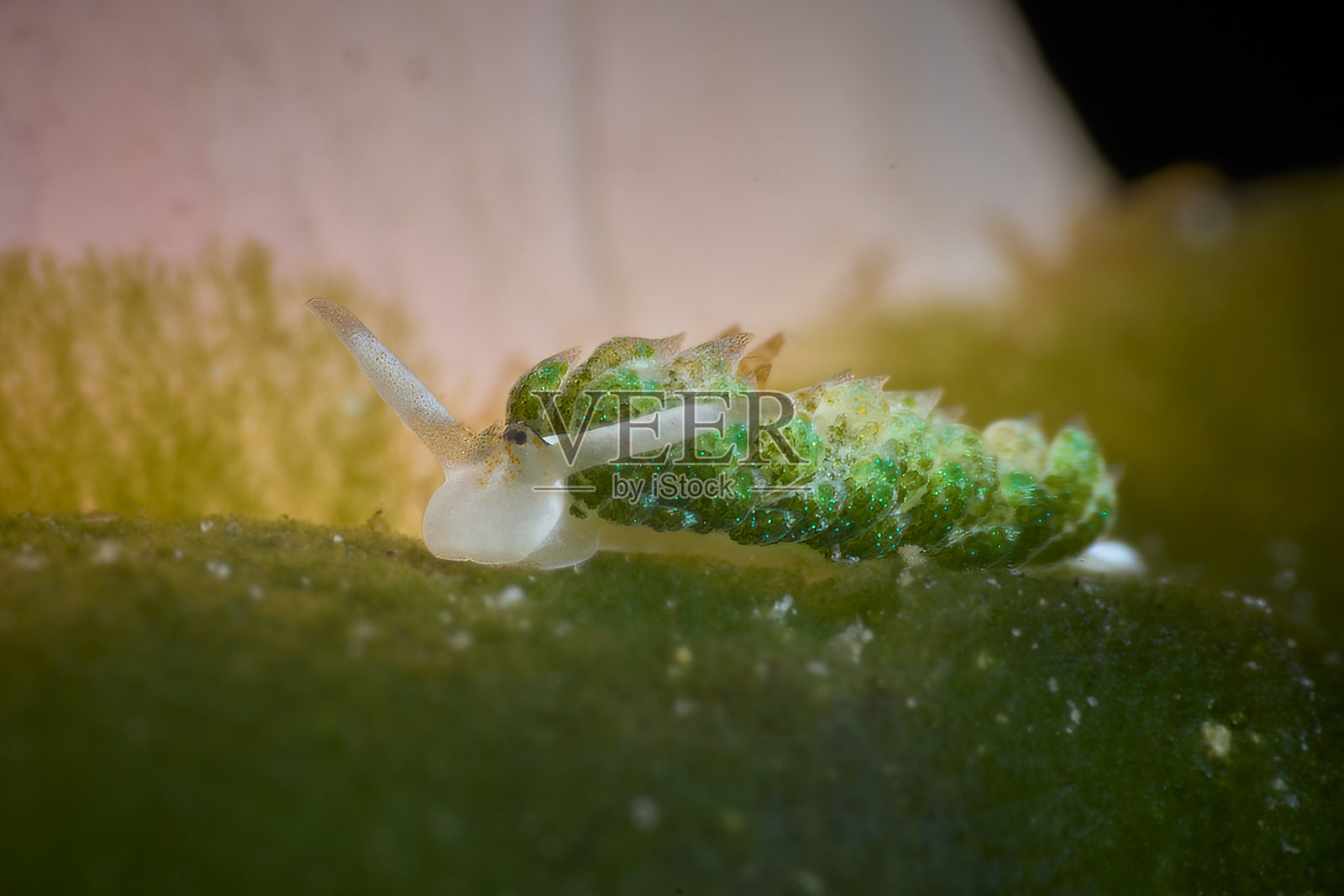 Costasiella照片摄影图片