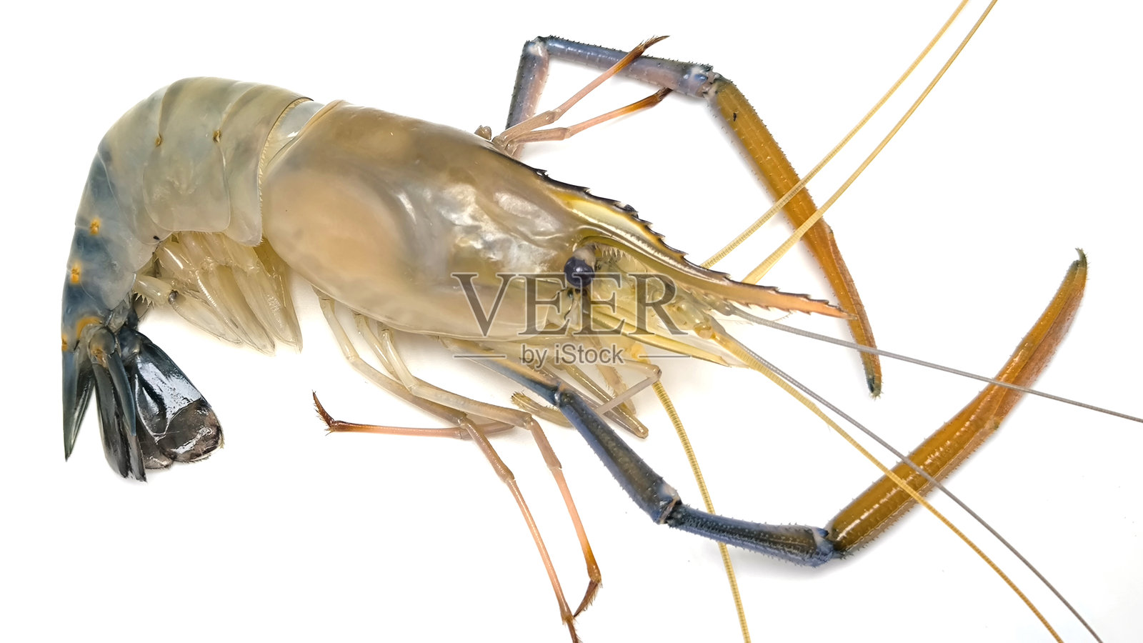 新鲜的河虾，背景为白色。大型淡水虾。用于烹饪的河虾。照片摄影图片