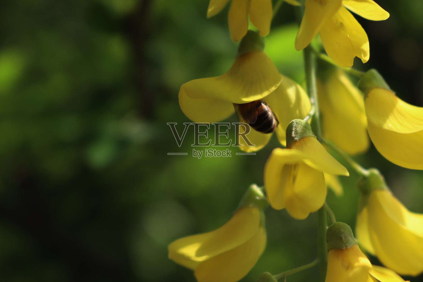金链花树特写，盛开着黄色花朵和蜜蜂照片摄影图片