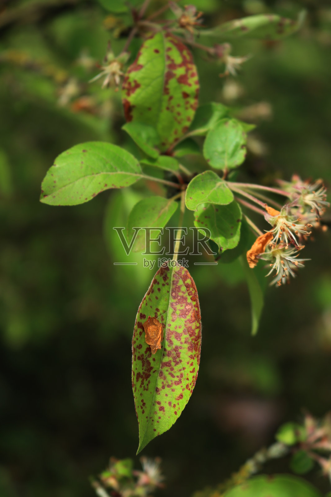 带有红点的病苹果叶特写照片摄影图片