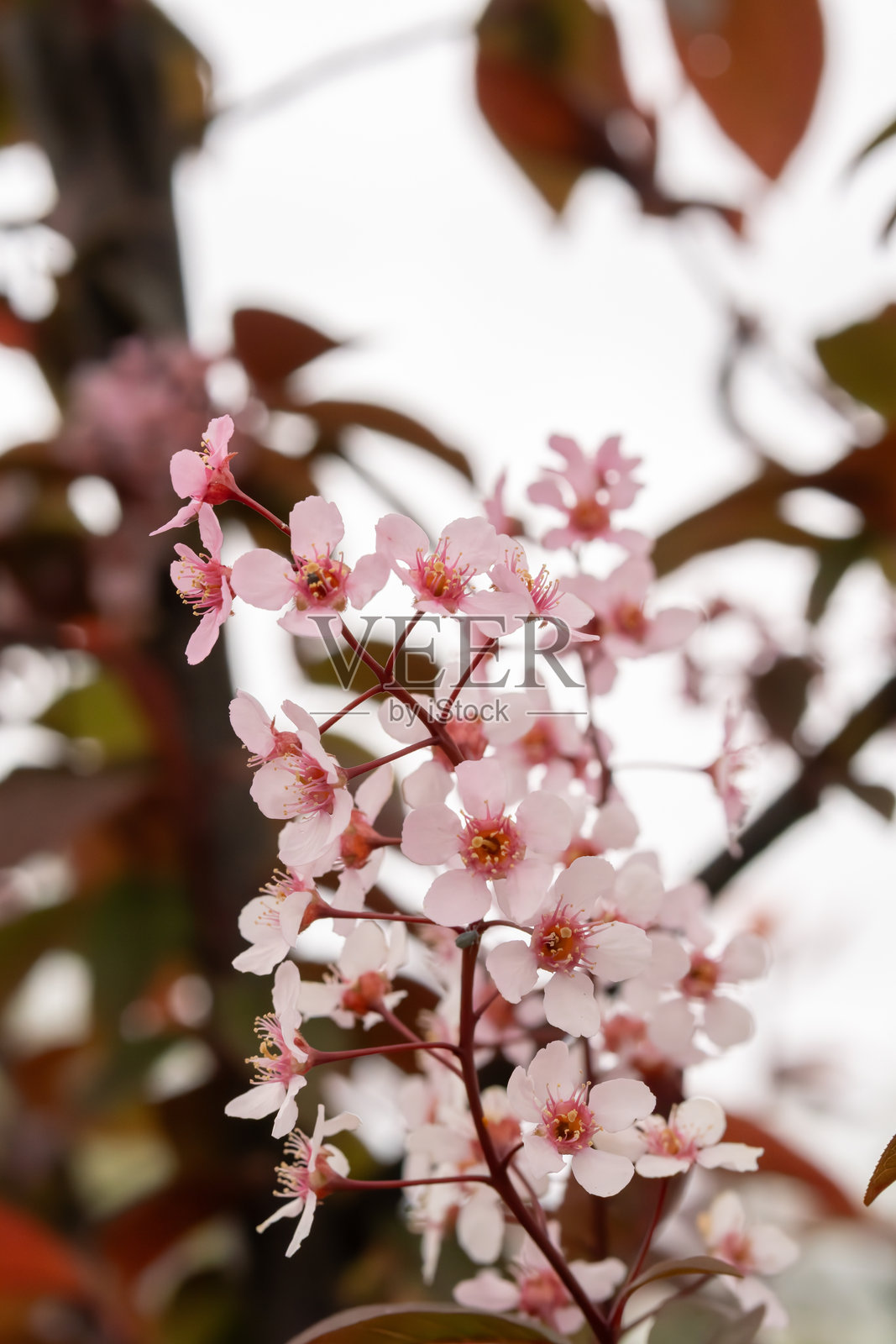 装饰性鸟类与盛开的樱花在阳光明媚的日子里照片摄影图片