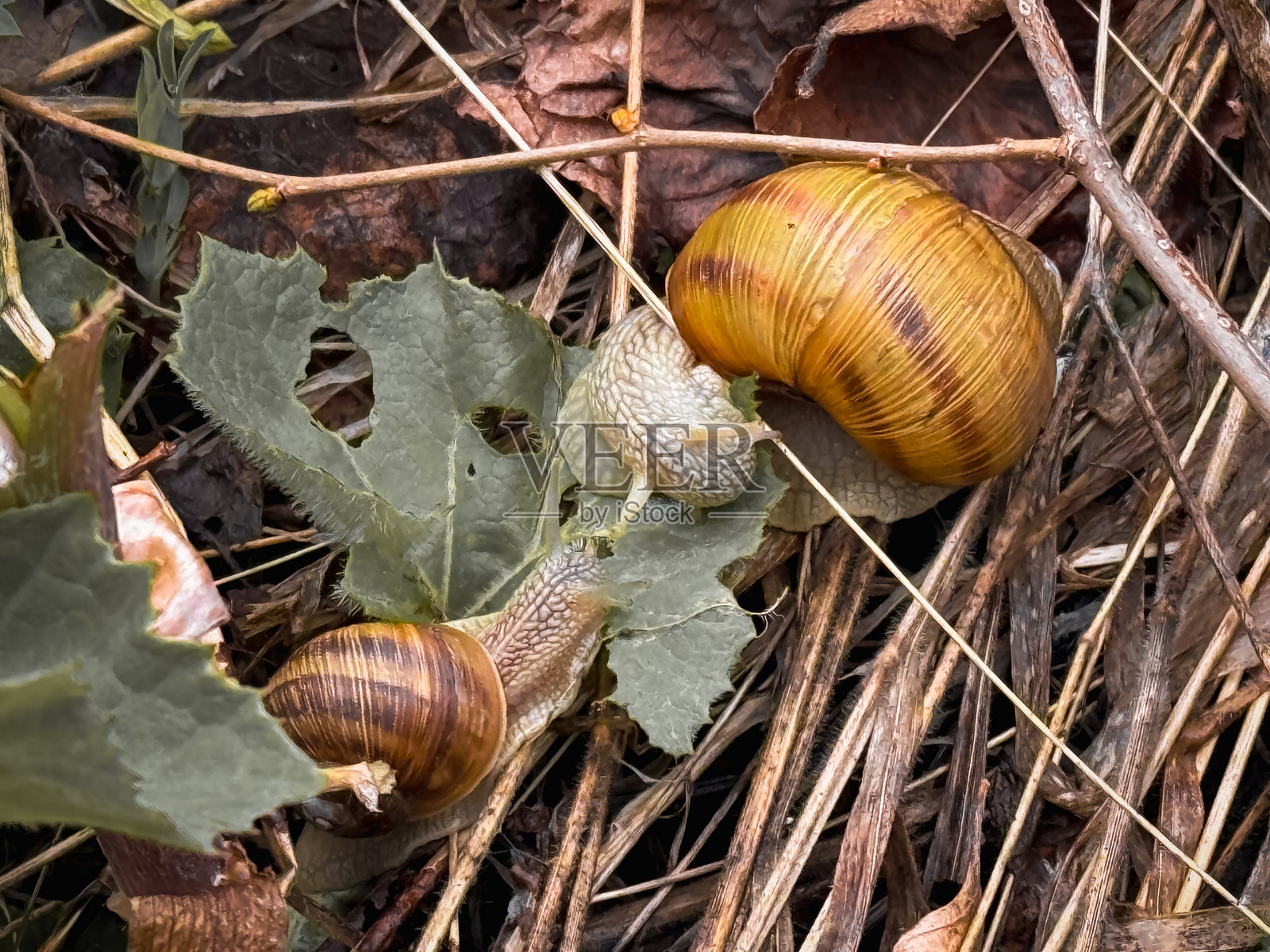 两只蜗牛在干枯的树叶间爬行，周围是绿色的叶子。阳光照耀着它们光滑的壳，伴随着它们在初秋的森林地面上移动。照片摄影图片