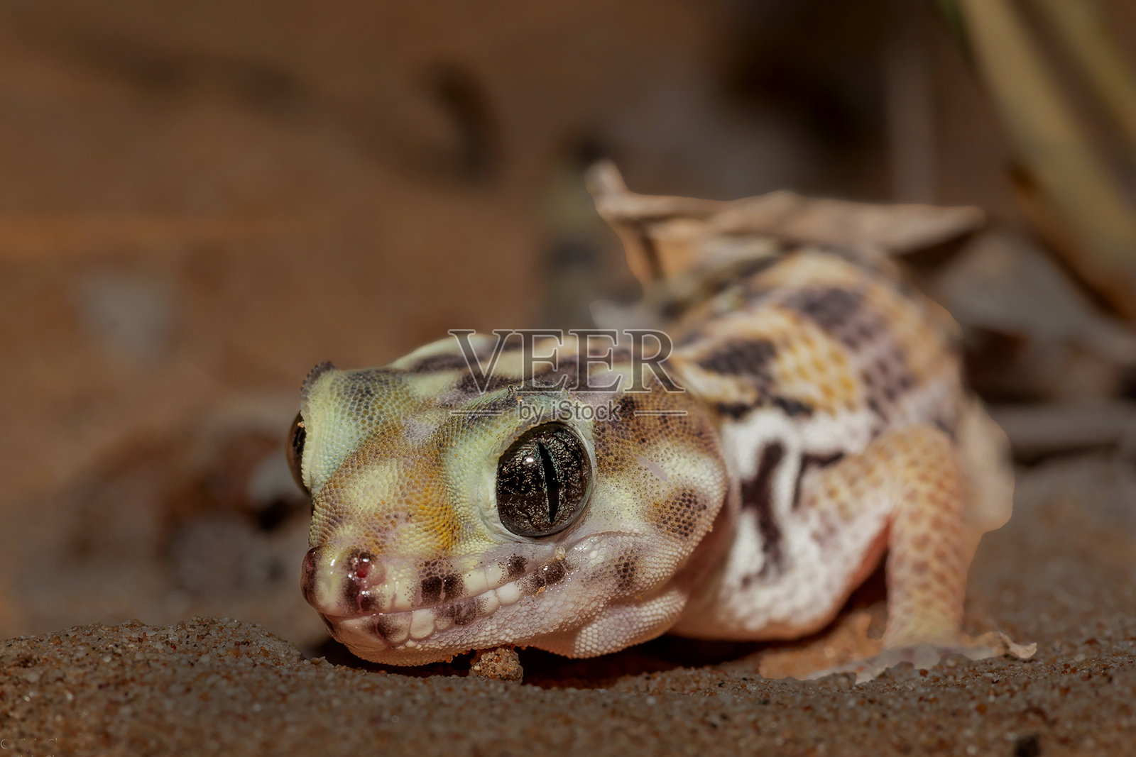 波斯奇异壁虎照片摄影图片