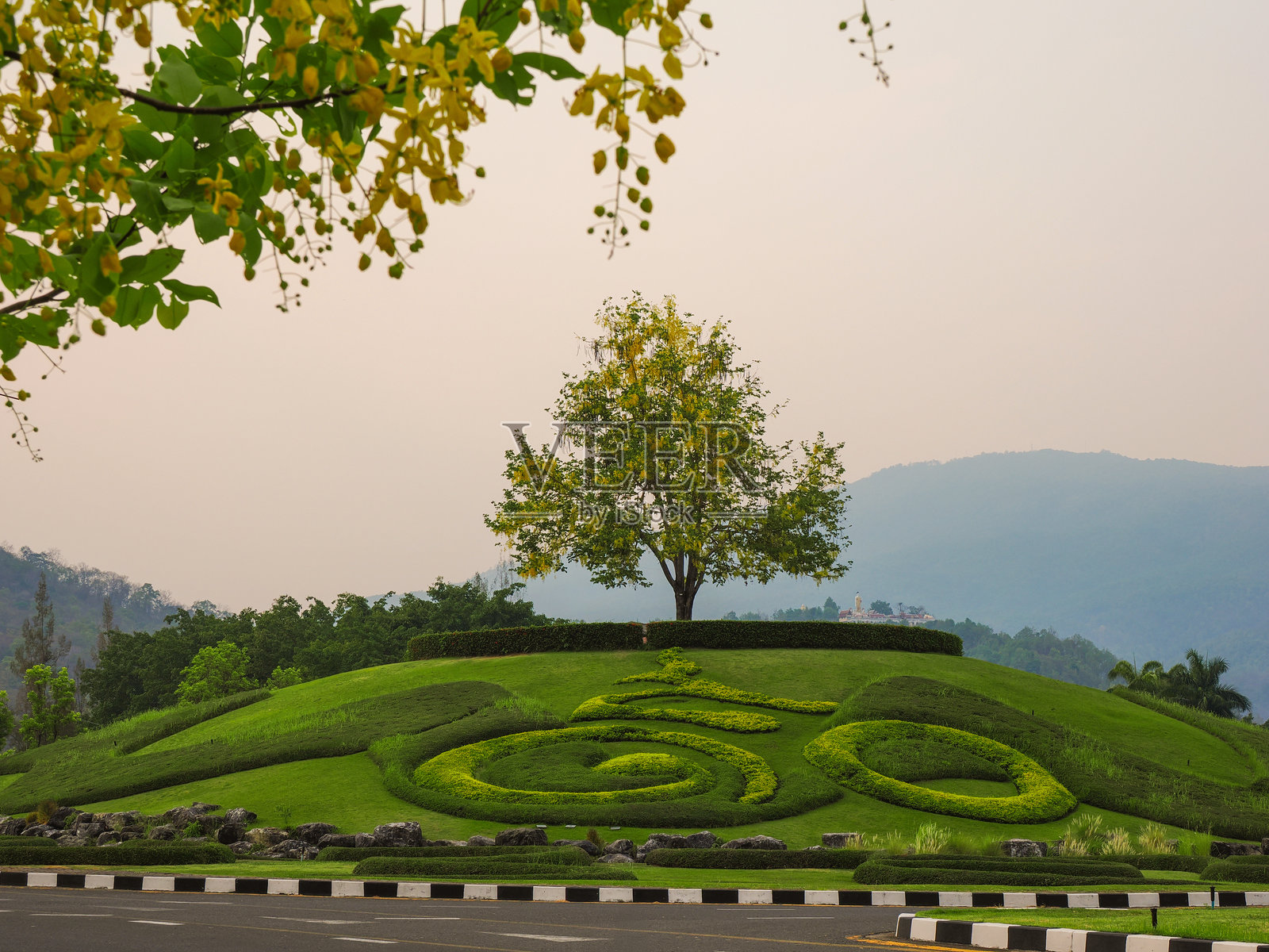 金雨树，黄花风铃木或布丁松树的花在泰国清迈的皇家公园拉贾普克盛开。照片摄影图片