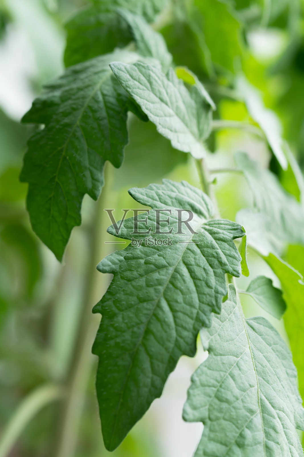 窗台上的育苗箱和幼苗照片摄影图片