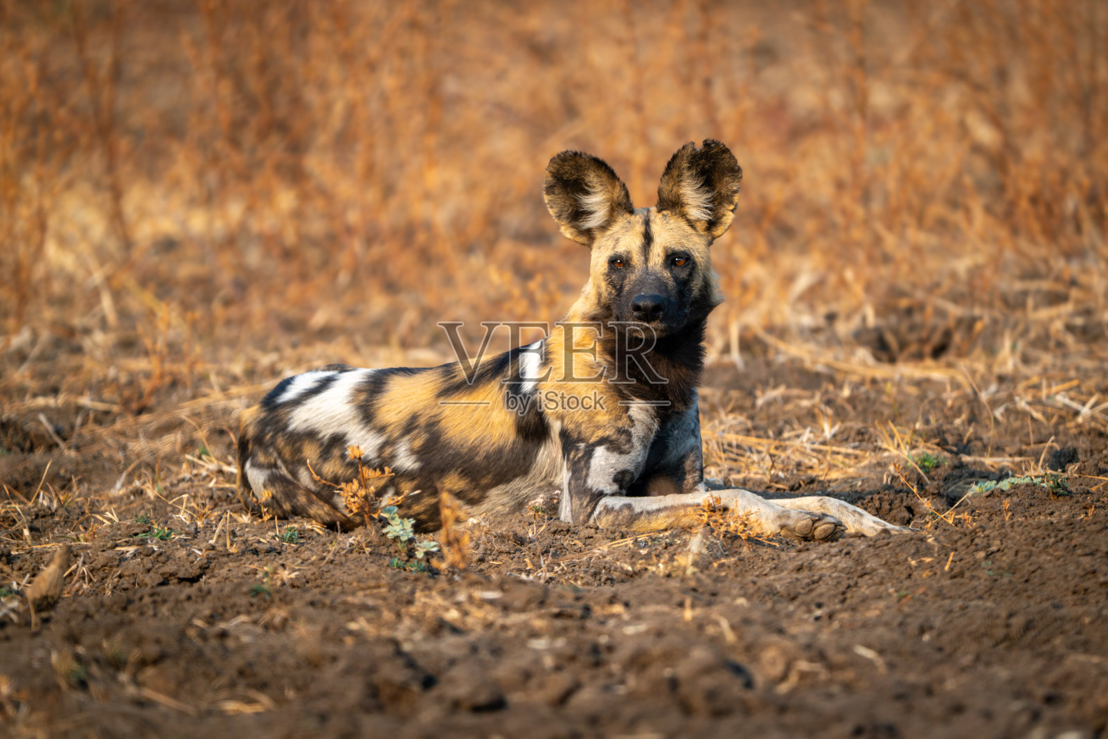 非洲野犬躺着注视，眼中闪烁着光点照片摄影图片