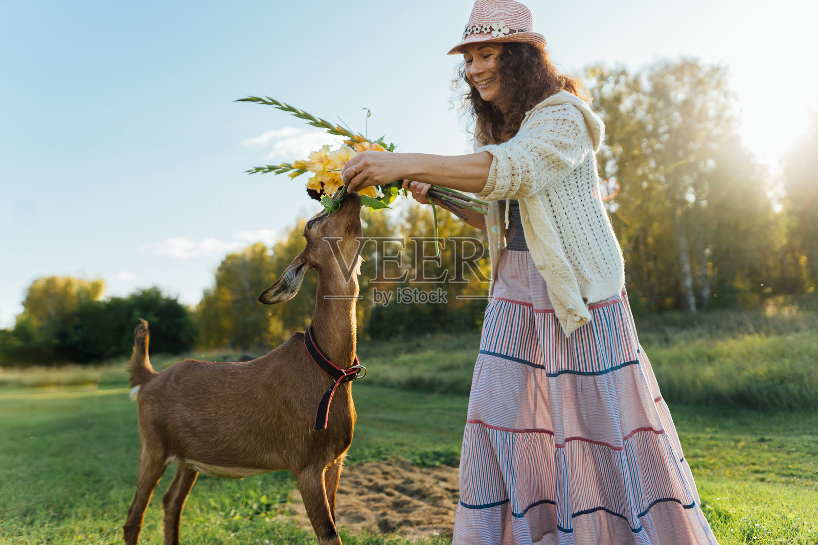 女人在乡村风景的农场里用花喂山羊照片摄影图片