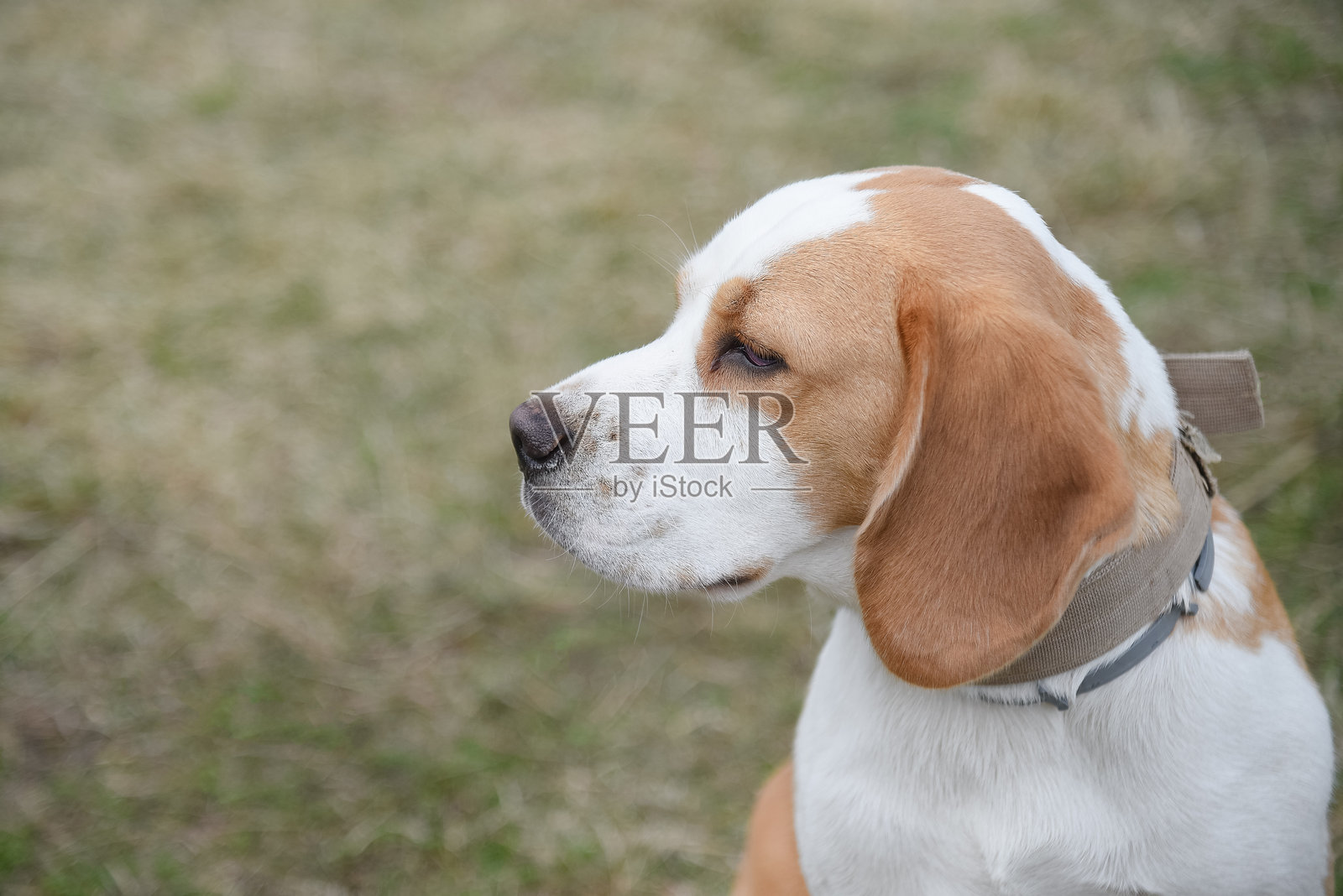 可爱的红白色比格犬在大自然中散步照片摄影图片