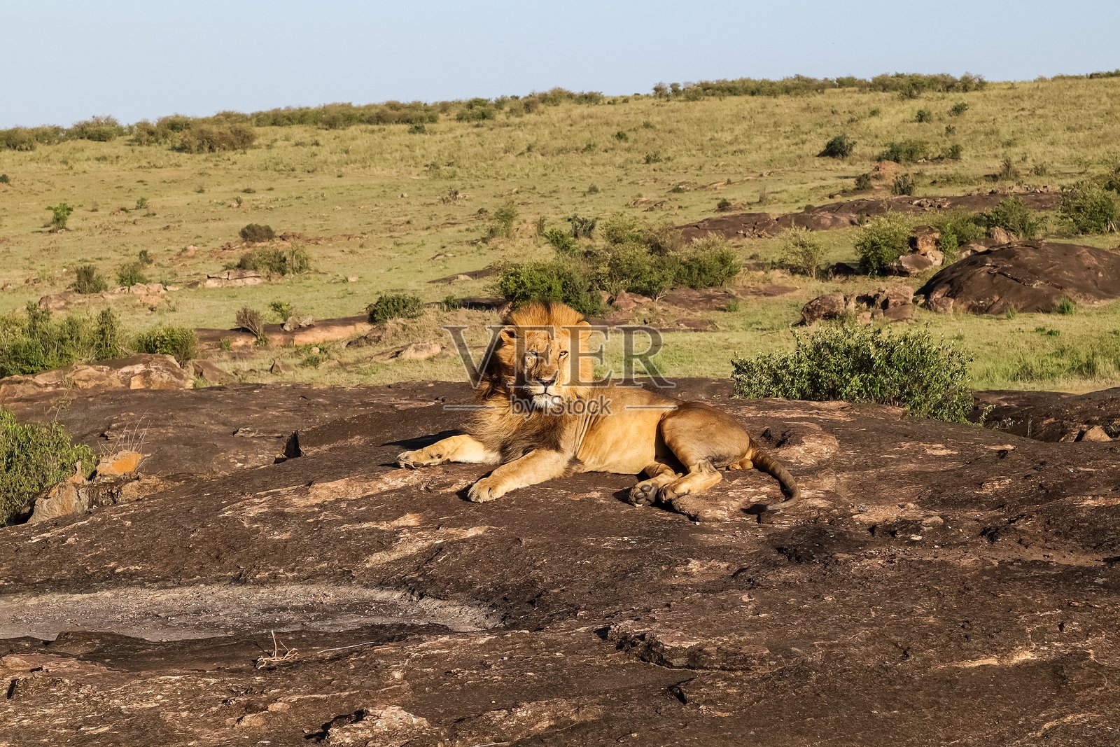 雄伟的雄狮在非洲草原上的岩石上休息照片摄影图片