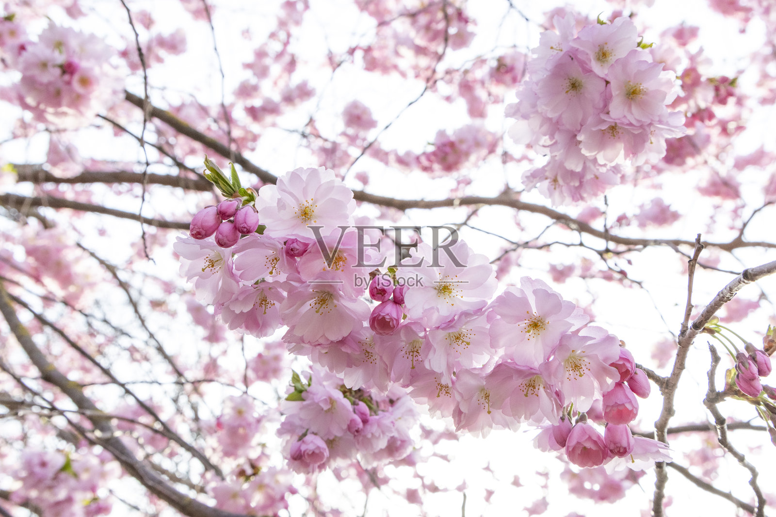 樱花或樱花树照片摄影图片