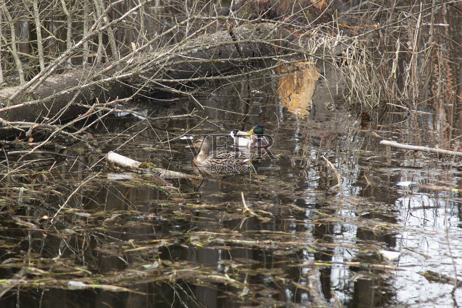 鸭子狩猎。照片摄影图片