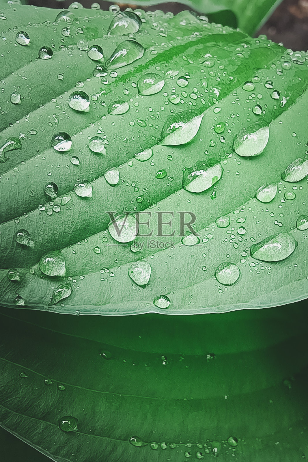 装饰植物玉簪（Funkia）的郁郁葱葱的叶子。雨后叶子上的水滴。自然绿色背景。特写，选择性对焦。微距摄影。照片摄影图片