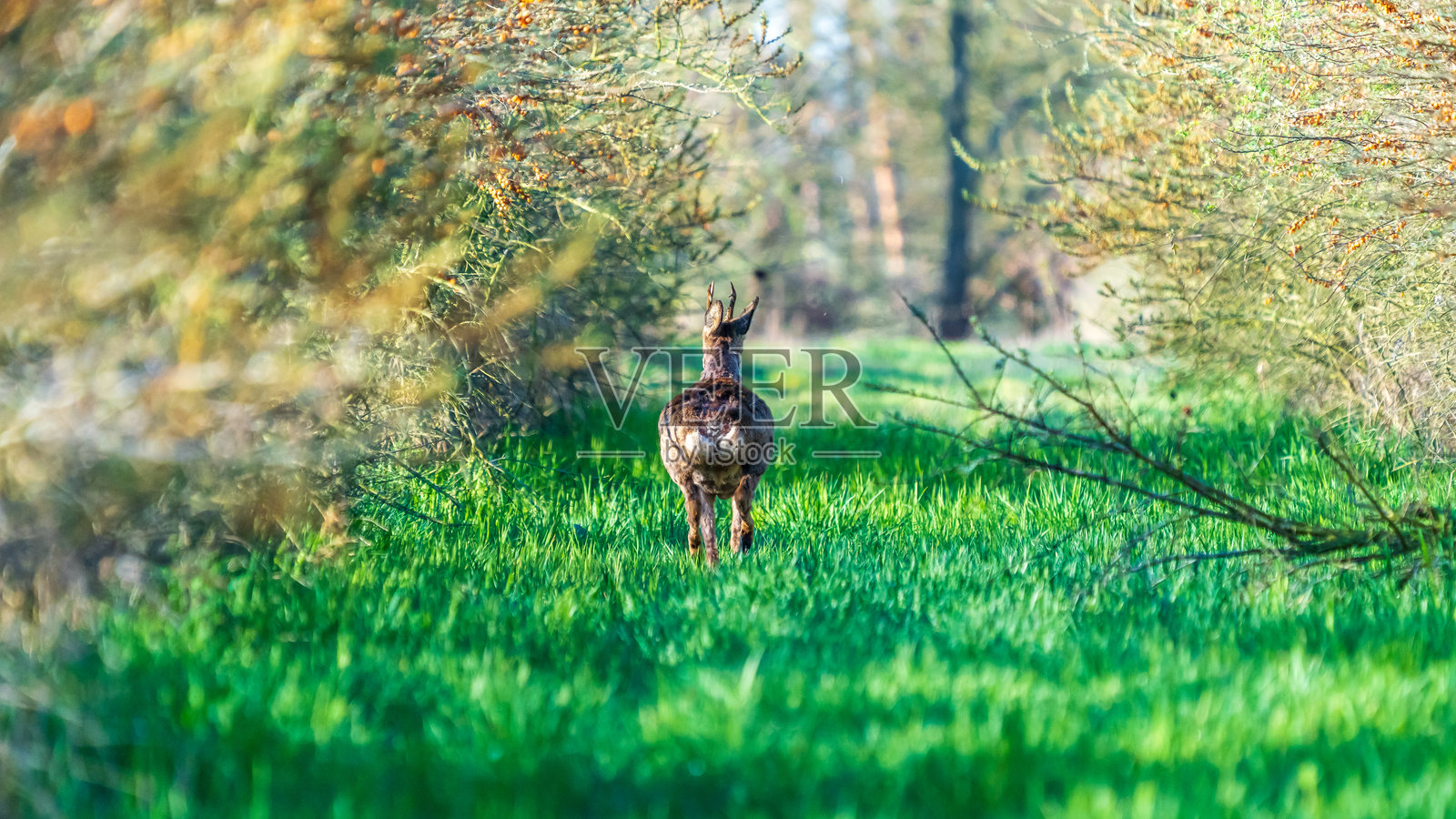 罗布鹿照片摄影图片