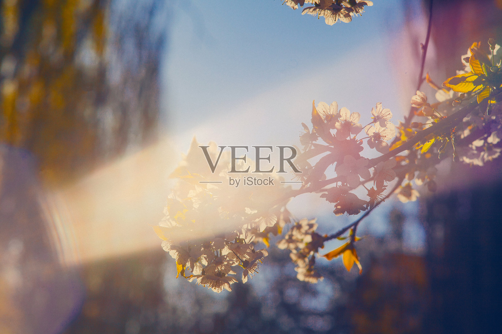 清晨美丽阳光下的杏花照片摄影图片