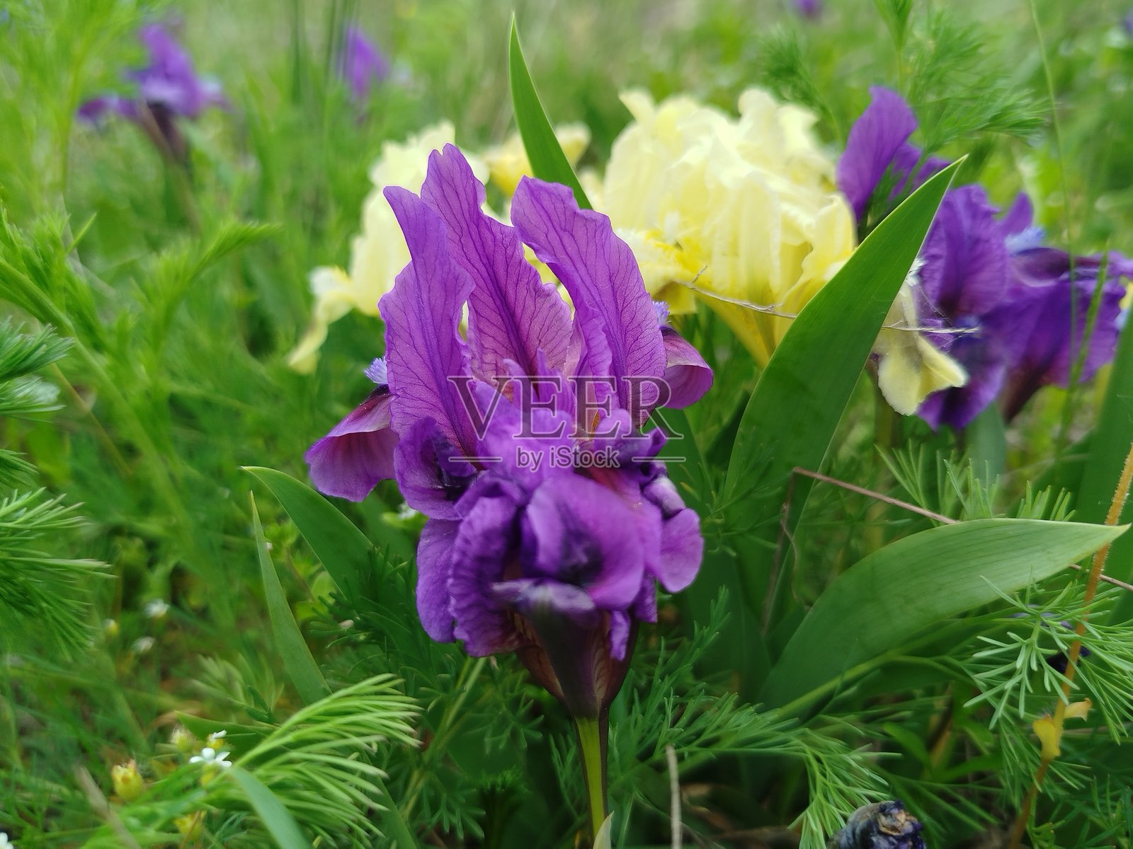 紫色野花的特写照片照片摄影图片