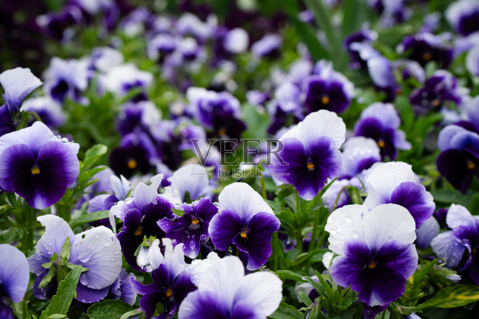 三色堇，花坛中的堇菜。照片摄影图片