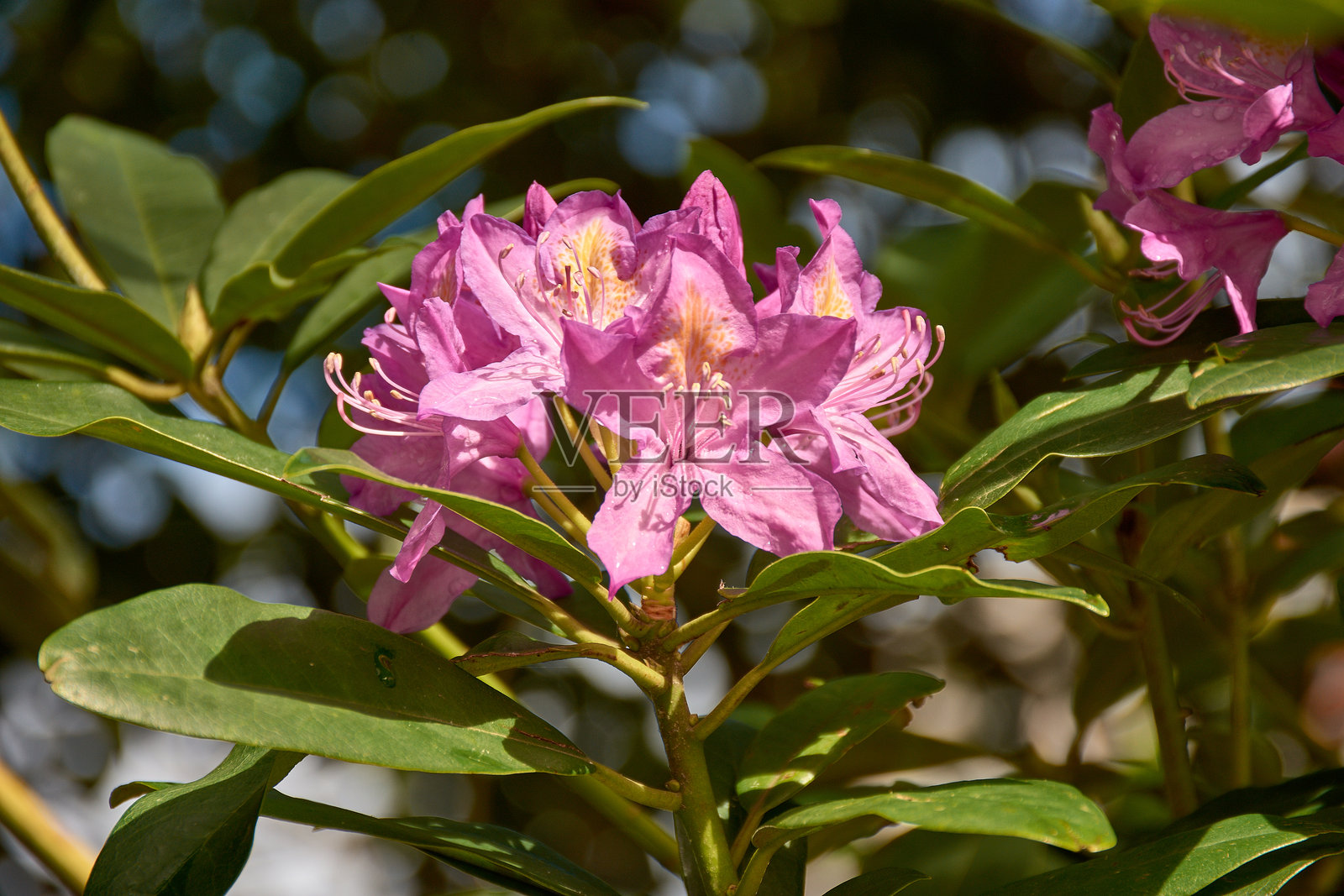 一朵盛开的鲜艳紫色杜鹃花的特写细节照片摄影图片
