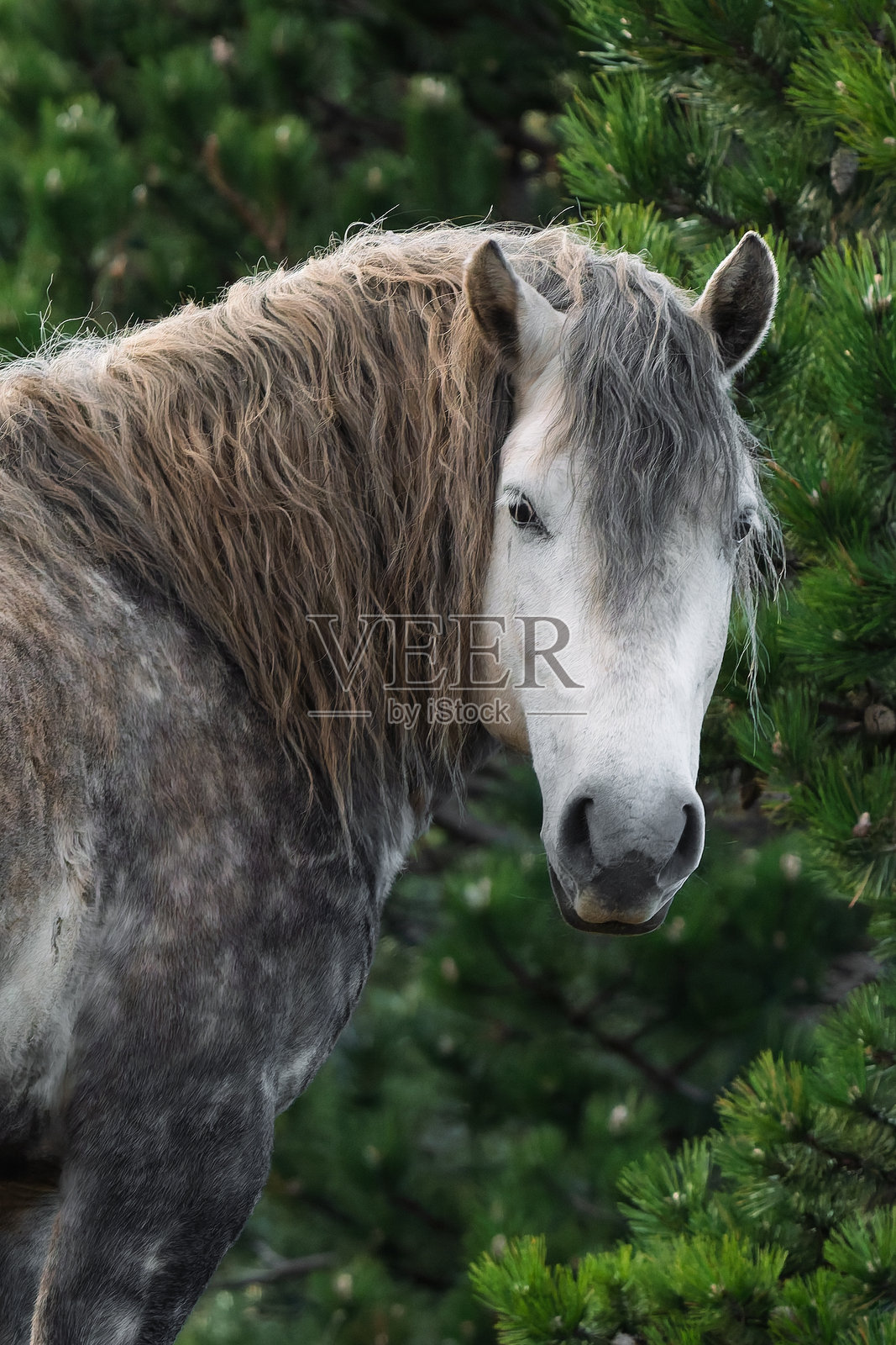 克罗地亚野外的种马。照片摄影图片