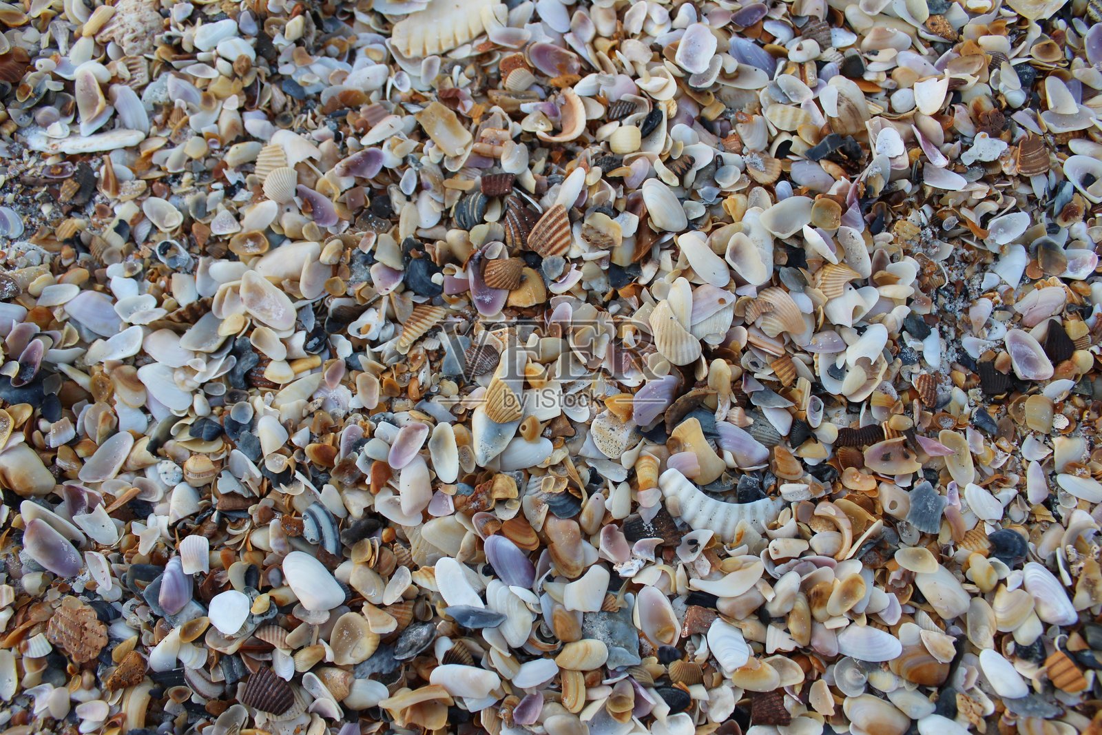 海贝壳照片摄影图片