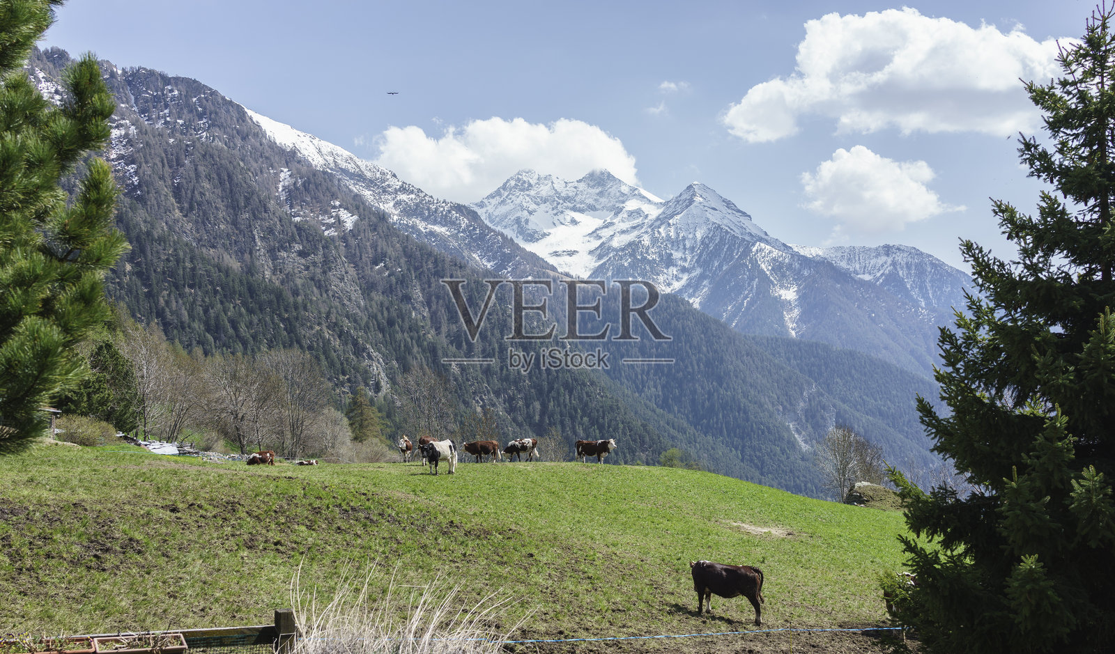 西阿尔卑斯山高海拔村庄中的牛群在吃草照片摄影图片