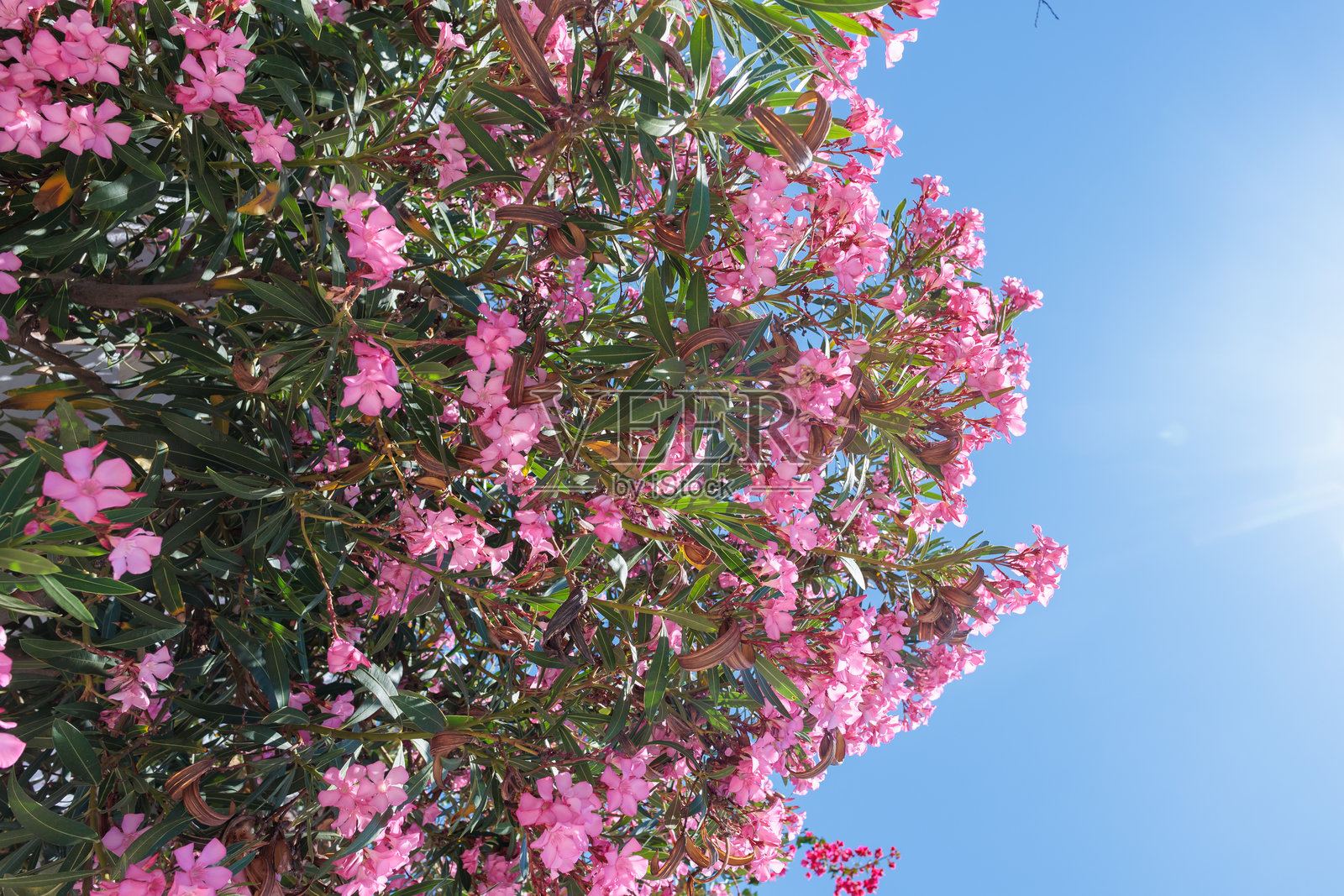 在明亮的白天，清澈的蓝天下盛开的粉色灌木丛照片摄影图片