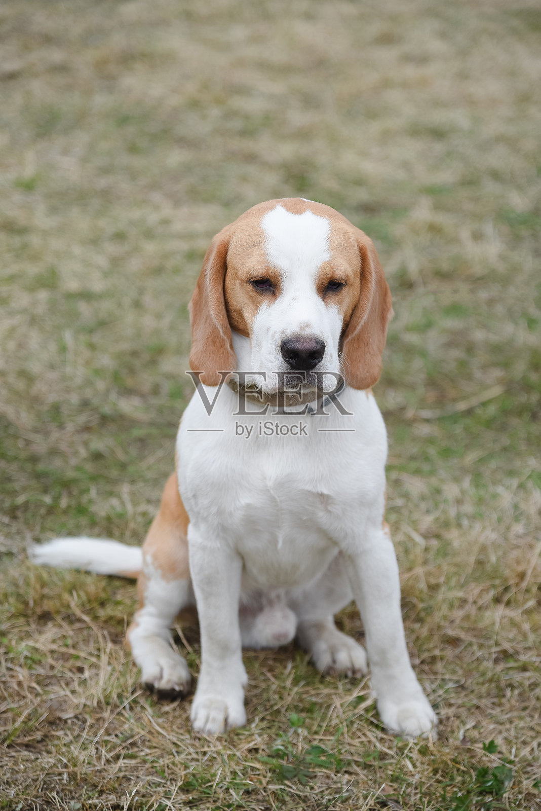 可爱的红白色比格犬在大自然中散步照片摄影图片