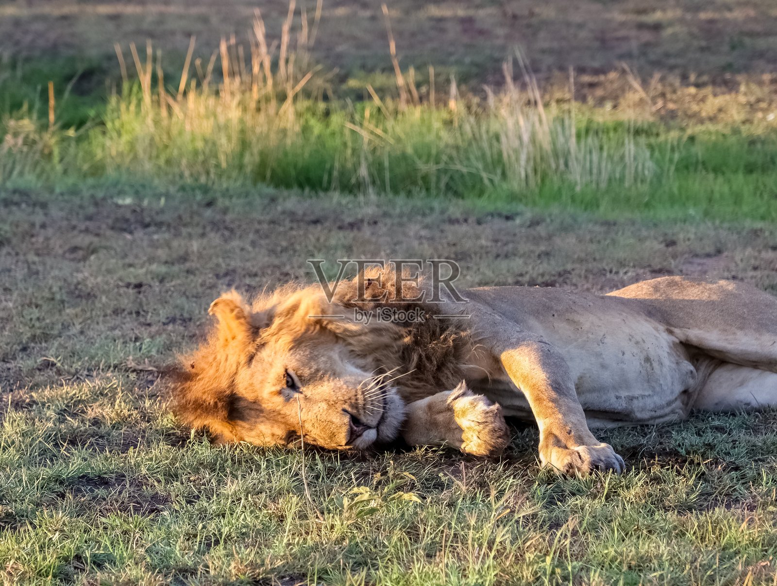 雄狮在非洲草原上日落时休息照片摄影图片