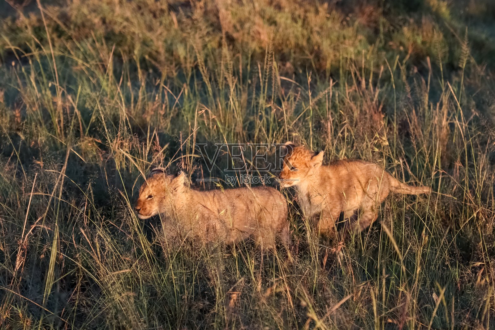 两只狮子幼崽在非洲草原上日落时漫步照片摄影图片