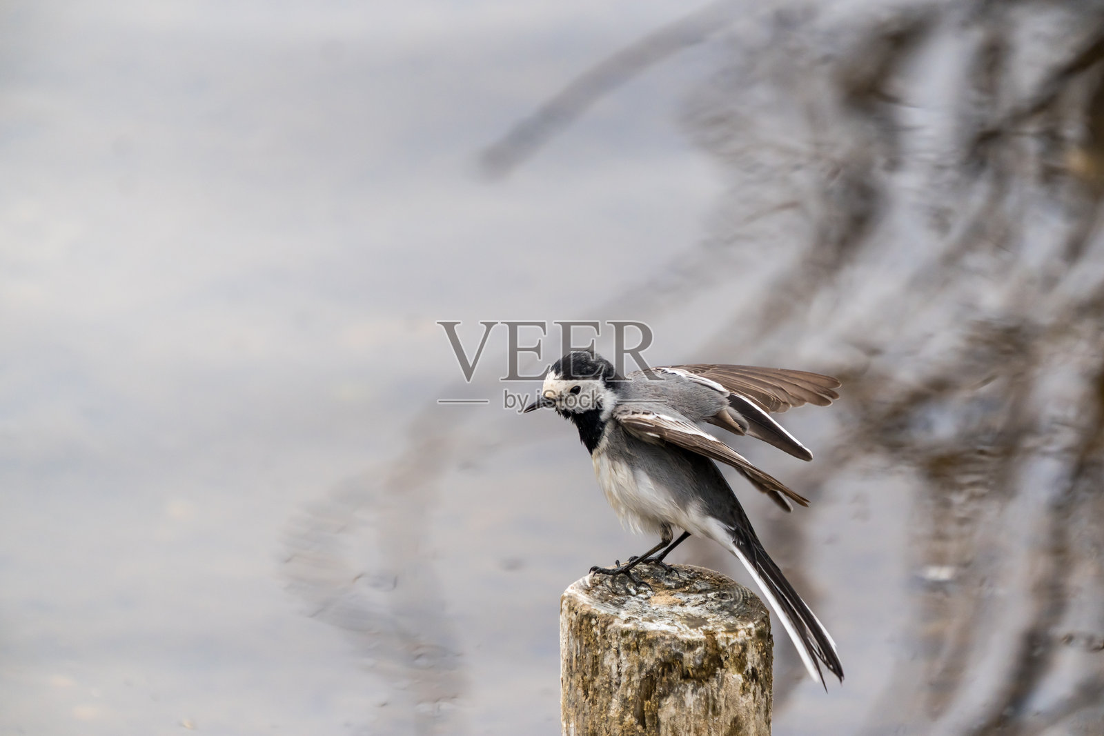 鹤鹑照片摄影图片