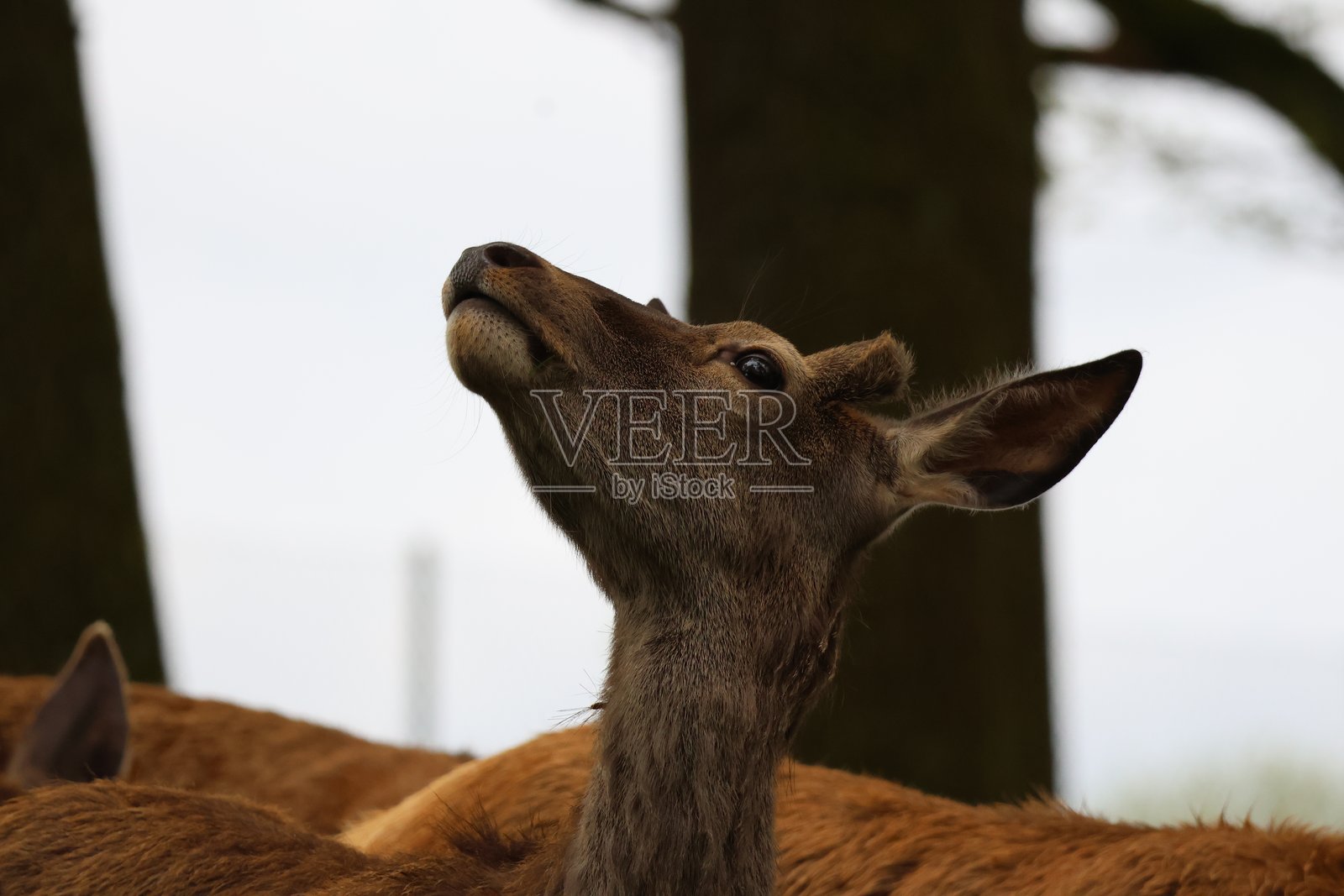 鹿的肖像照片摄影图片