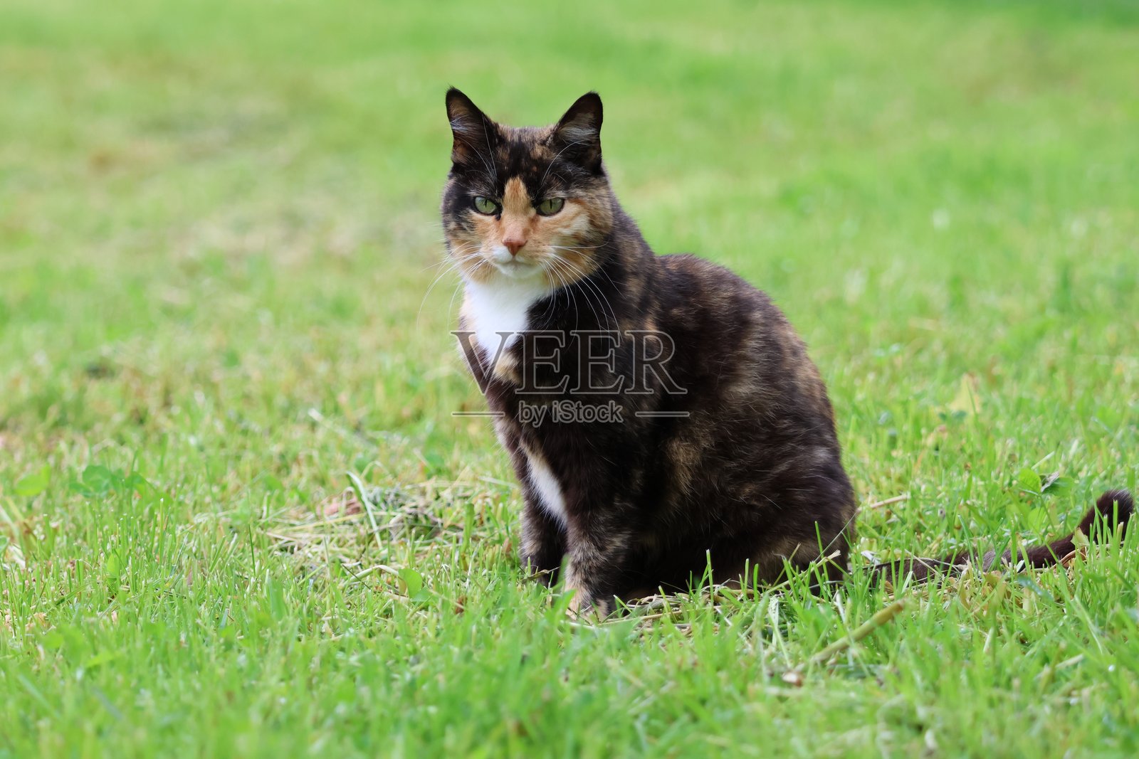 田野上的花斑猫照片摄影图片