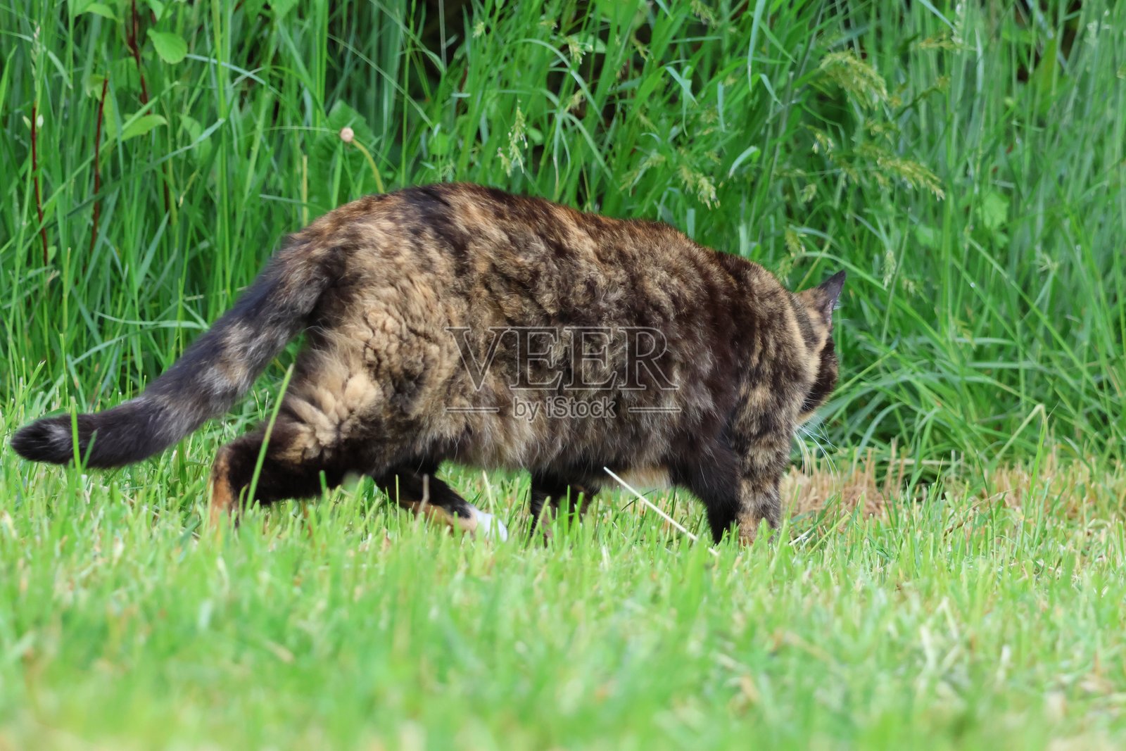 田野上的花斑猫照片摄影图片
