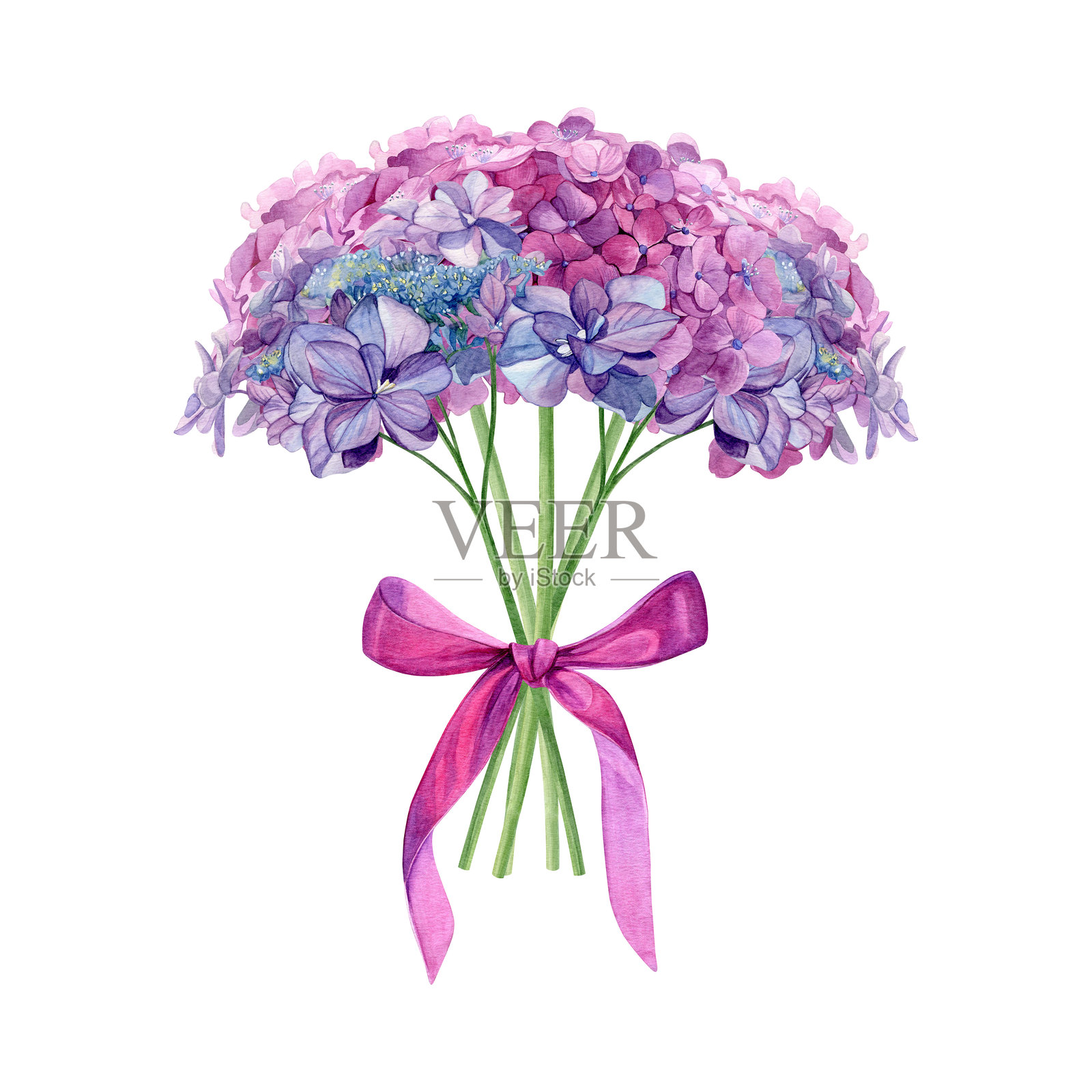 绣球花花束。水彩风格的夏季花卉花束，配有粉色丝带，背景为白色。适合用于明信片、邀请函和贺卡。插画图片素材